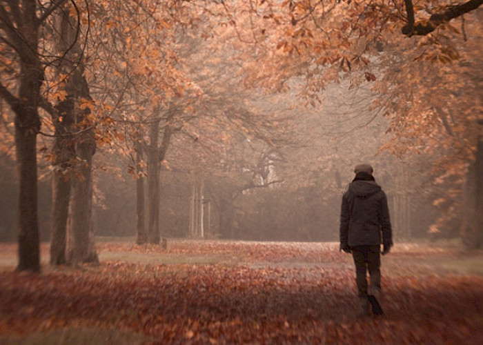 Spaziergang in einer Allee - © 